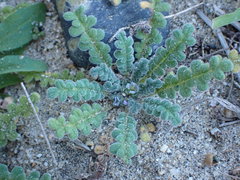 Phacelia stellaris