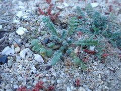Phacelia stellaris