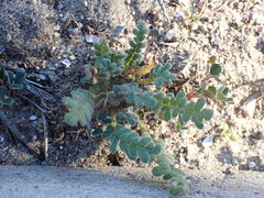 Phacelia stellaris