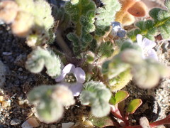 Phacelia stellaris