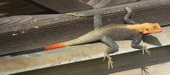 Agama picticauda image