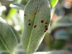 Puccinia oenotherae