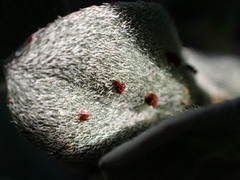 Puccinia oenotherae