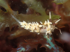 Cuthona hamanni