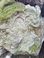 Pertusaria globularis