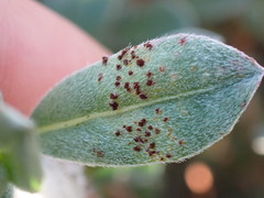 Puccinia oenotherae