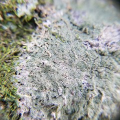 Pertusaria globularis