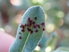 Puccinia oenotherae