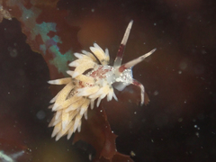 Cuthona hamanni