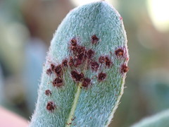 Puccinia oenotherae