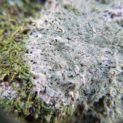 Pertusaria globularis
