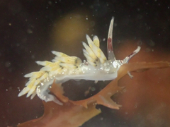 Cuthona hamanni