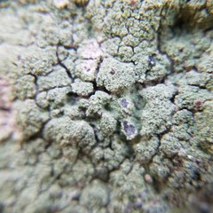 Pertusaria globularis