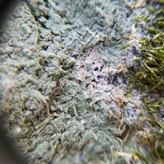 Pertusaria globularis