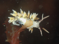 Cuthona hamanni