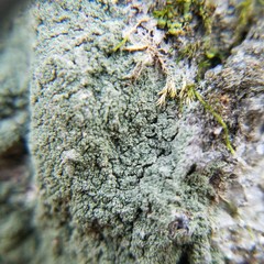 Pertusaria globularis