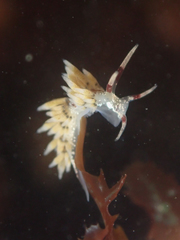 Cuthona hamanni
