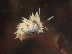 Cuthona hamanni
