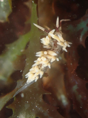 Cuthona hamanni