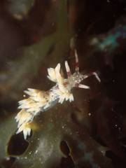 Cuthona hamanni