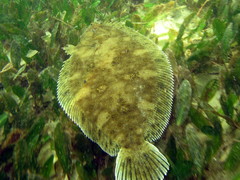 Pseudorhombus jenynsii