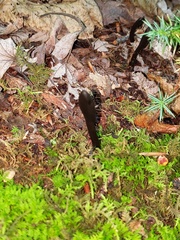 Geoglossum difforme