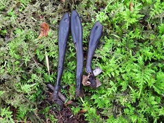 Geoglossum difforme