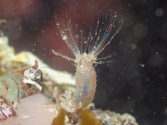 Semiodera inflata