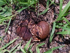 Scleroderma arenicola