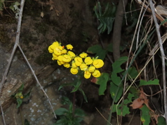 Calceolaria dentata