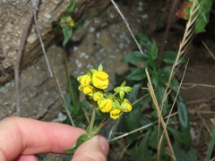 Calceolaria dentata