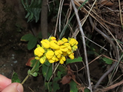 Calceolaria dentata