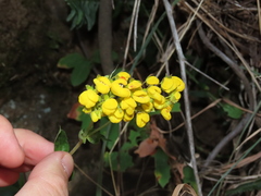 Calceolaria dentata