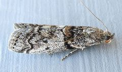 Promylea lunigerella