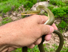 Senticolis triaspis intermedia