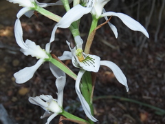 Chloraea longipetala