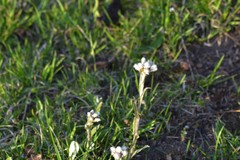 Antennaria howellii
