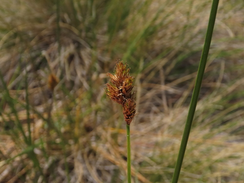 Image of Carex macloviana by (c) Nicolás Lavandero, some rights reserved (CC BY)