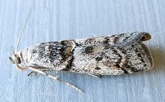 Promylea lunigerella