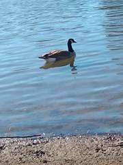 Branta canadensis