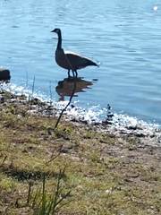 Branta canadensis
