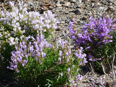Penstemon lyallii