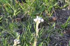 Antennaria howellii