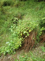 Jovellana sinclairii