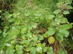 Jovellana sinclairii