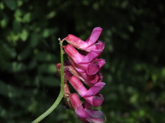 Vicia nigricans
