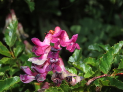 Vicia nigricans