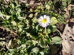 Bellis perennis