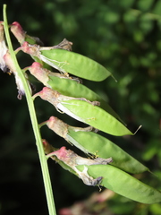 Vicia nigricans