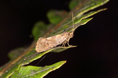 Cryptaspasma